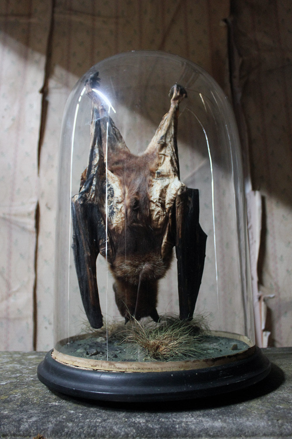 A Good c.1900 Dome Cased Taxidermy Fruit Bat