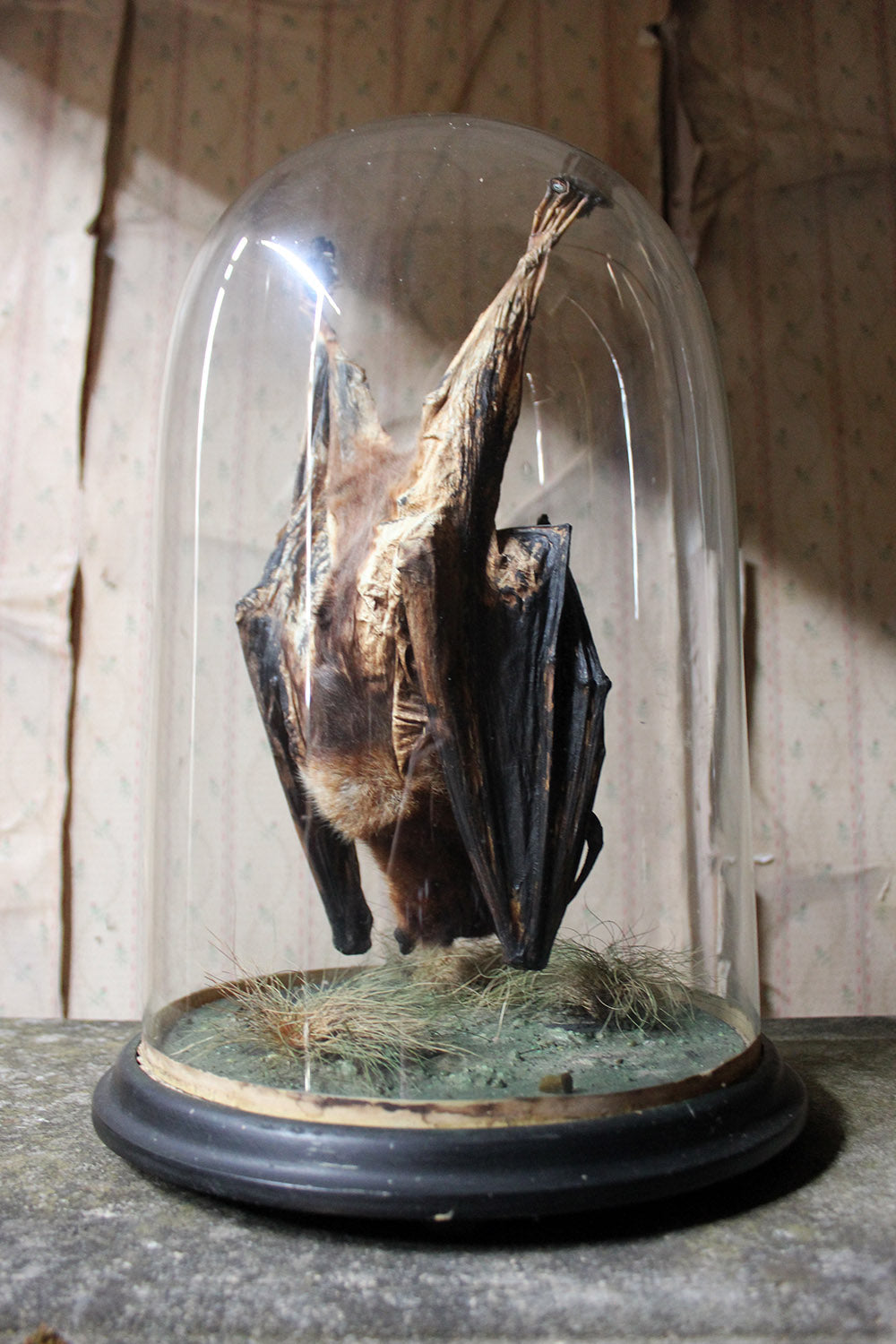 A Good c.1900 Dome Cased Taxidermy Fruit Bat
