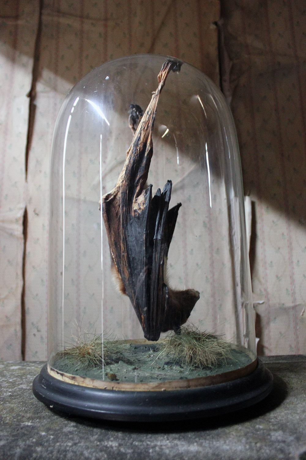 A Good c.1900 Dome Cased Taxidermy Fruit Bat