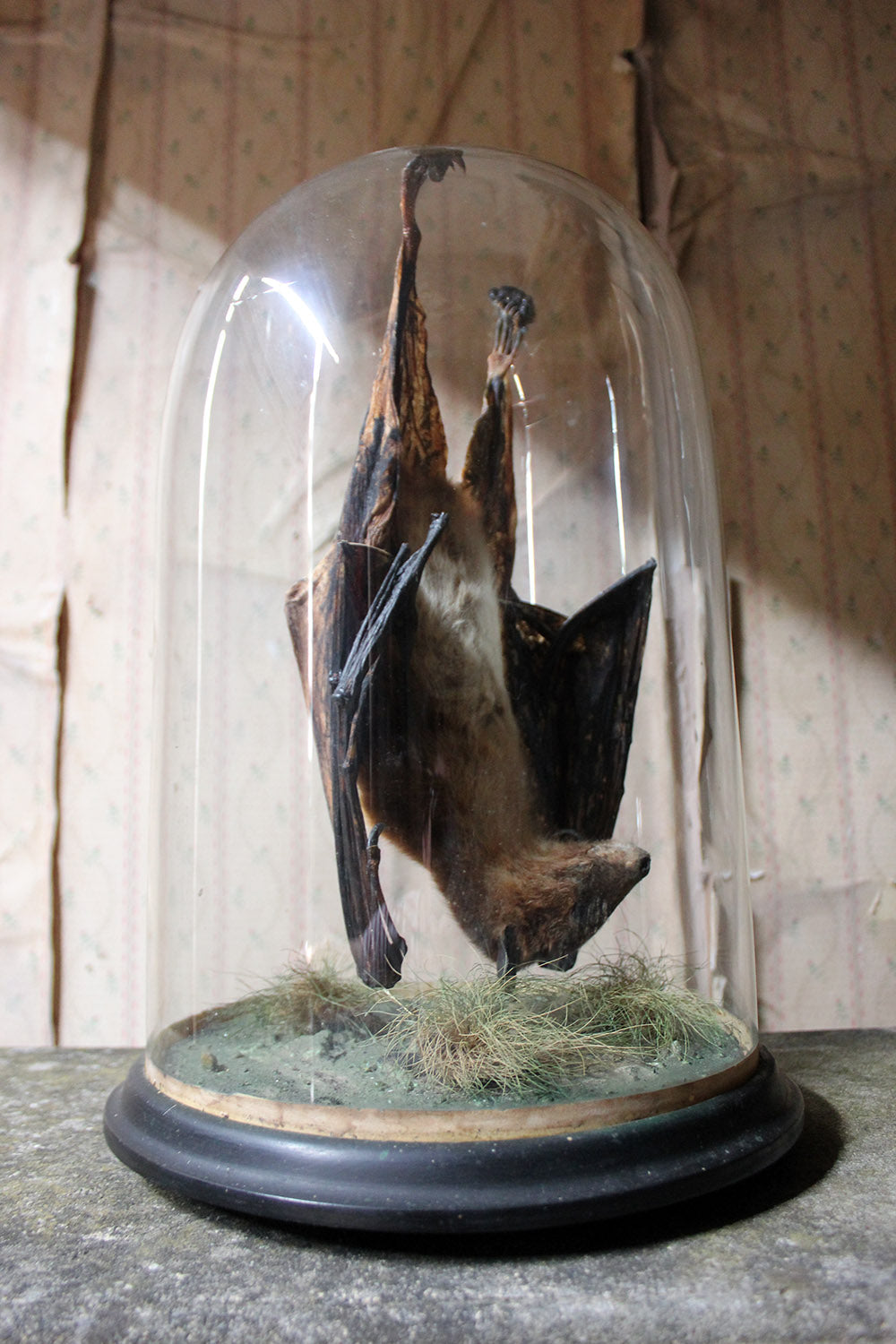 A Good c.1900 Dome Cased Taxidermy Fruit Bat