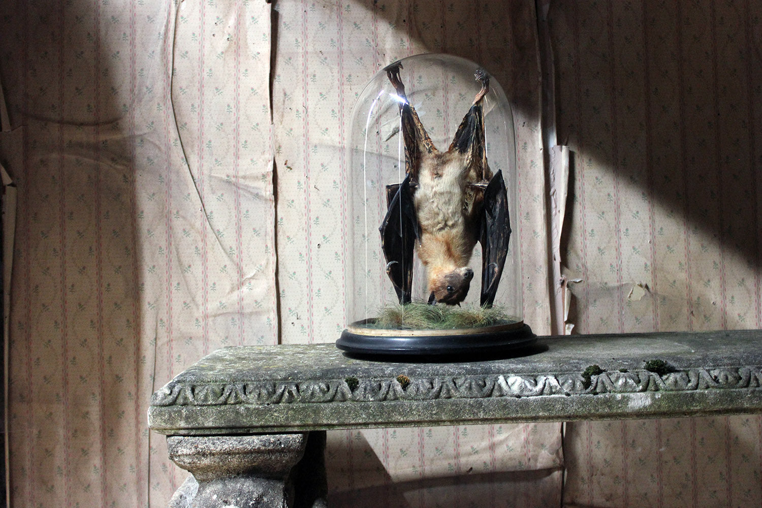 A Good c.1900 Dome Cased Taxidermy Fruit Bat