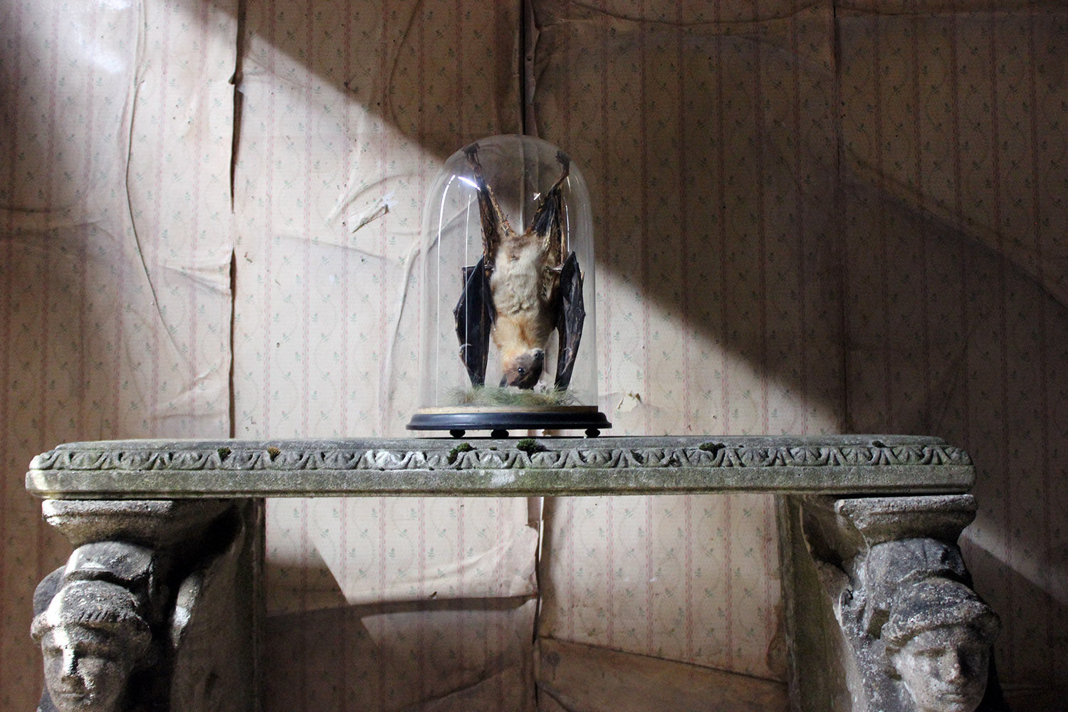 A Good c.1900 Dome Cased Taxidermy Fruit Bat