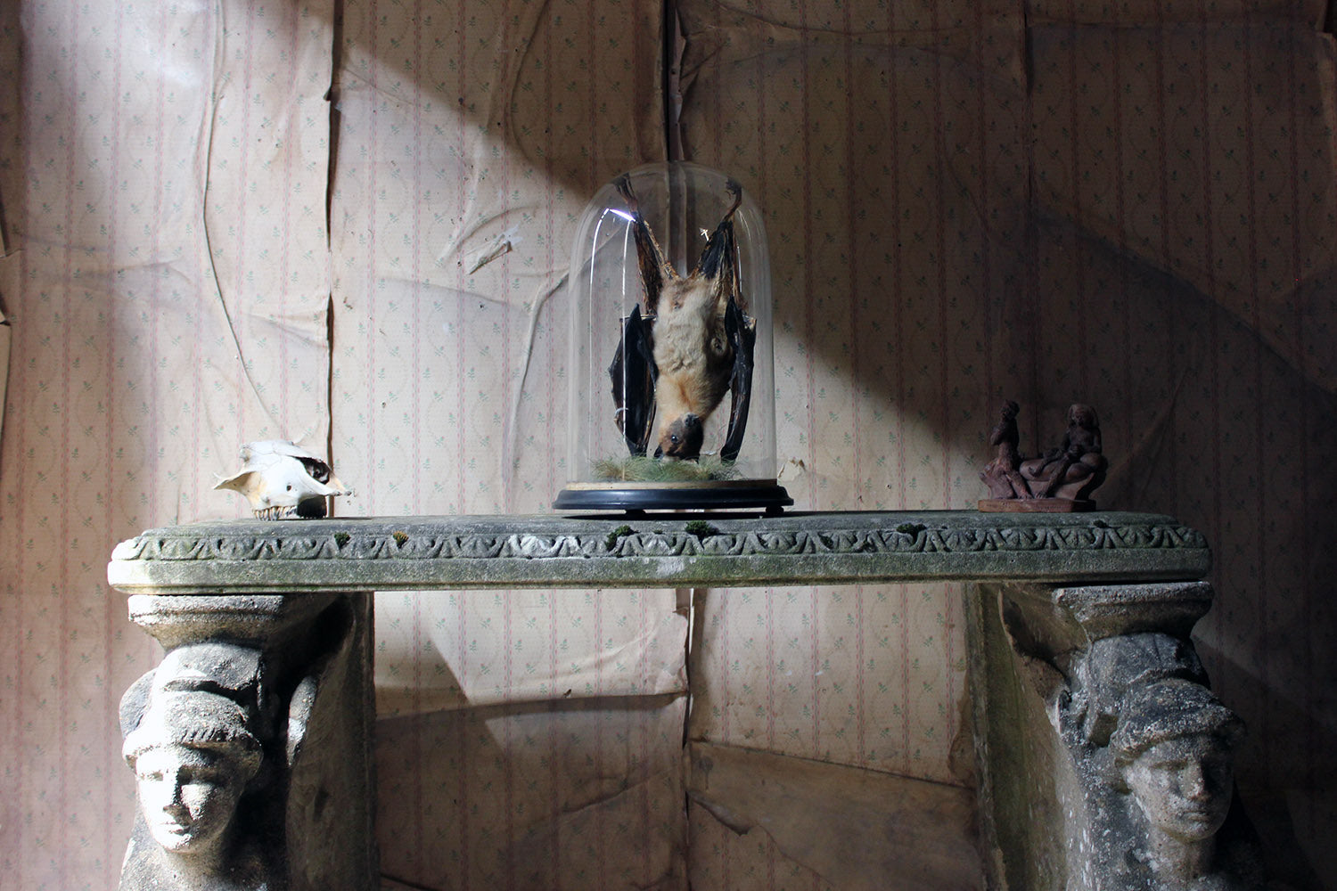 A Good c.1900 Dome Cased Taxidermy Fruit Bat