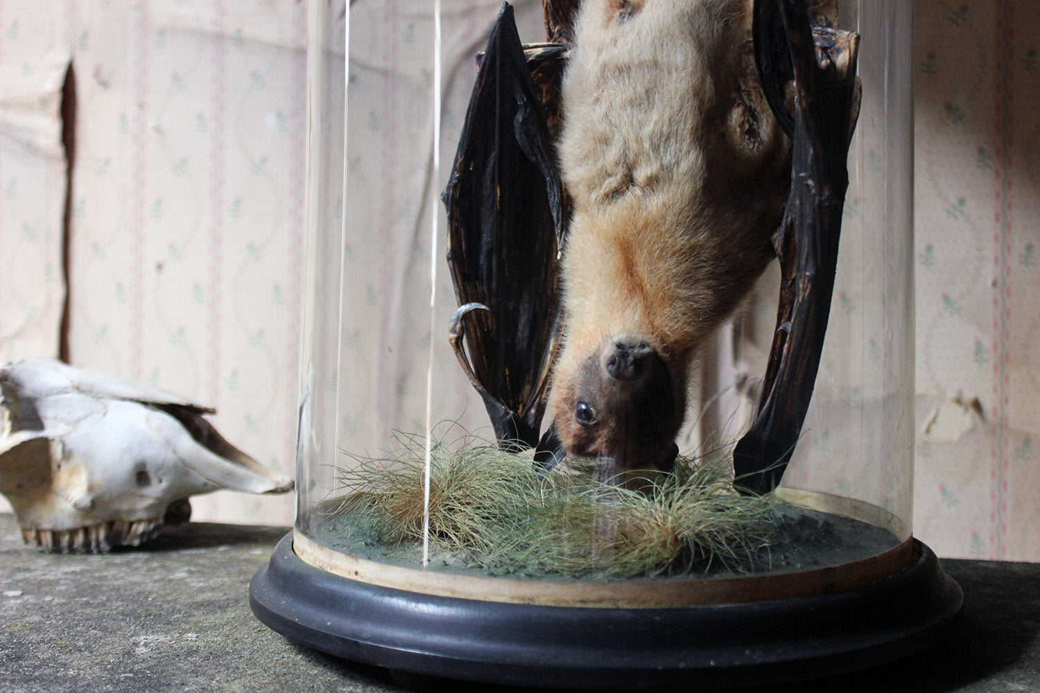 A Good c.1900 Dome Cased Taxidermy Fruit Bat
