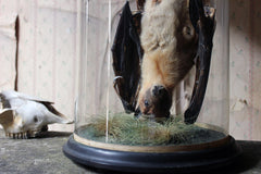 A Good c.1900 Dome Cased Taxidermy Fruit Bat
