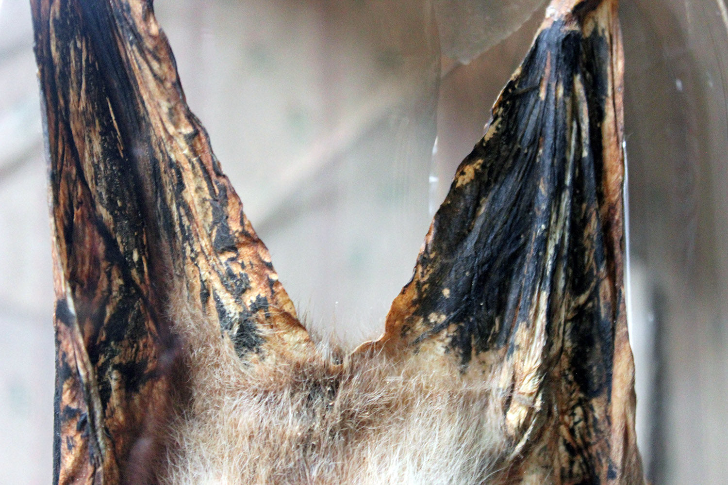 A Good c.1900 Dome Cased Taxidermy Fruit Bat