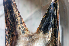A Good c.1900 Dome Cased Taxidermy Fruit Bat