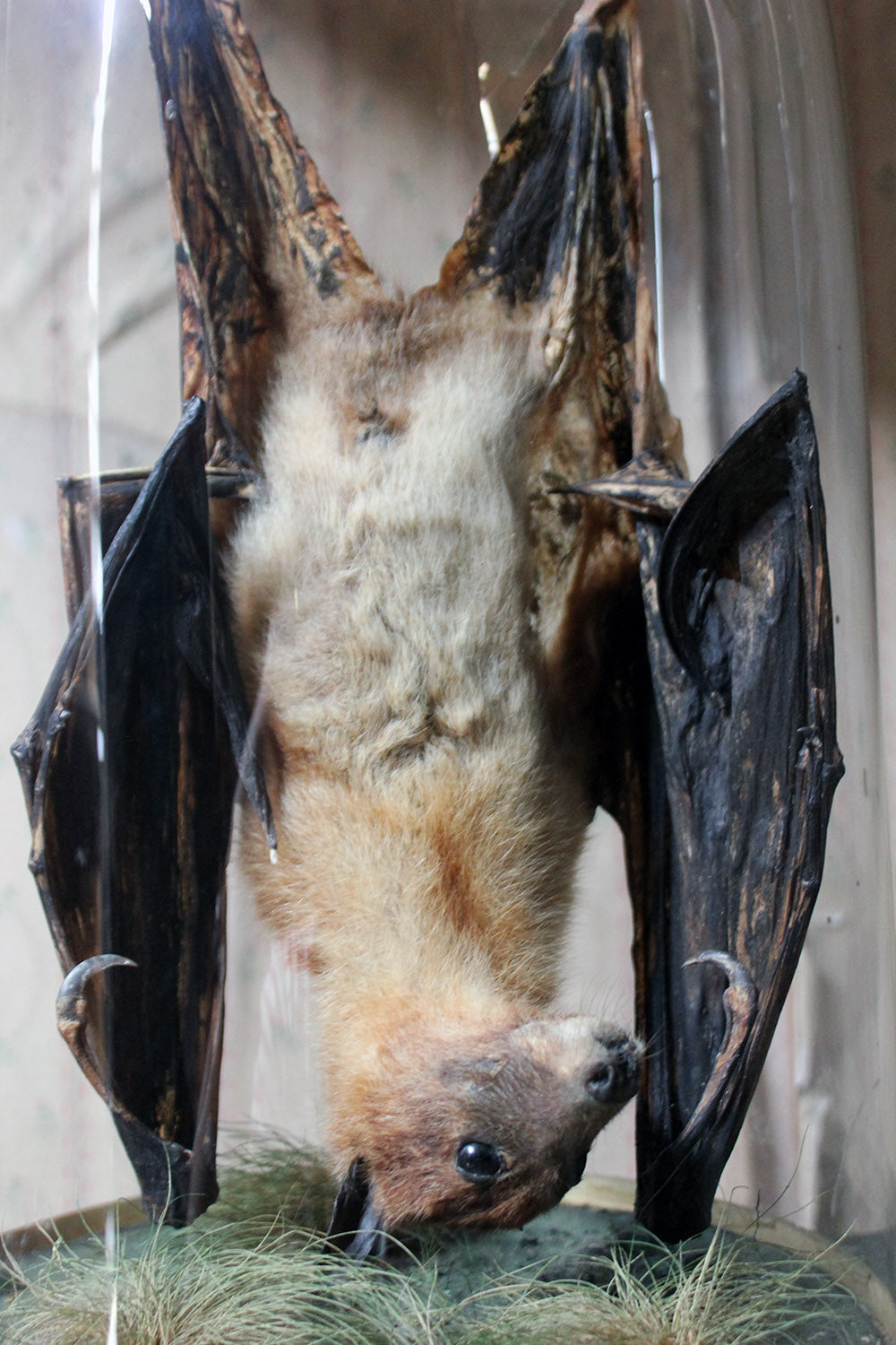 A Good c.1900 Dome Cased Taxidermy Fruit Bat