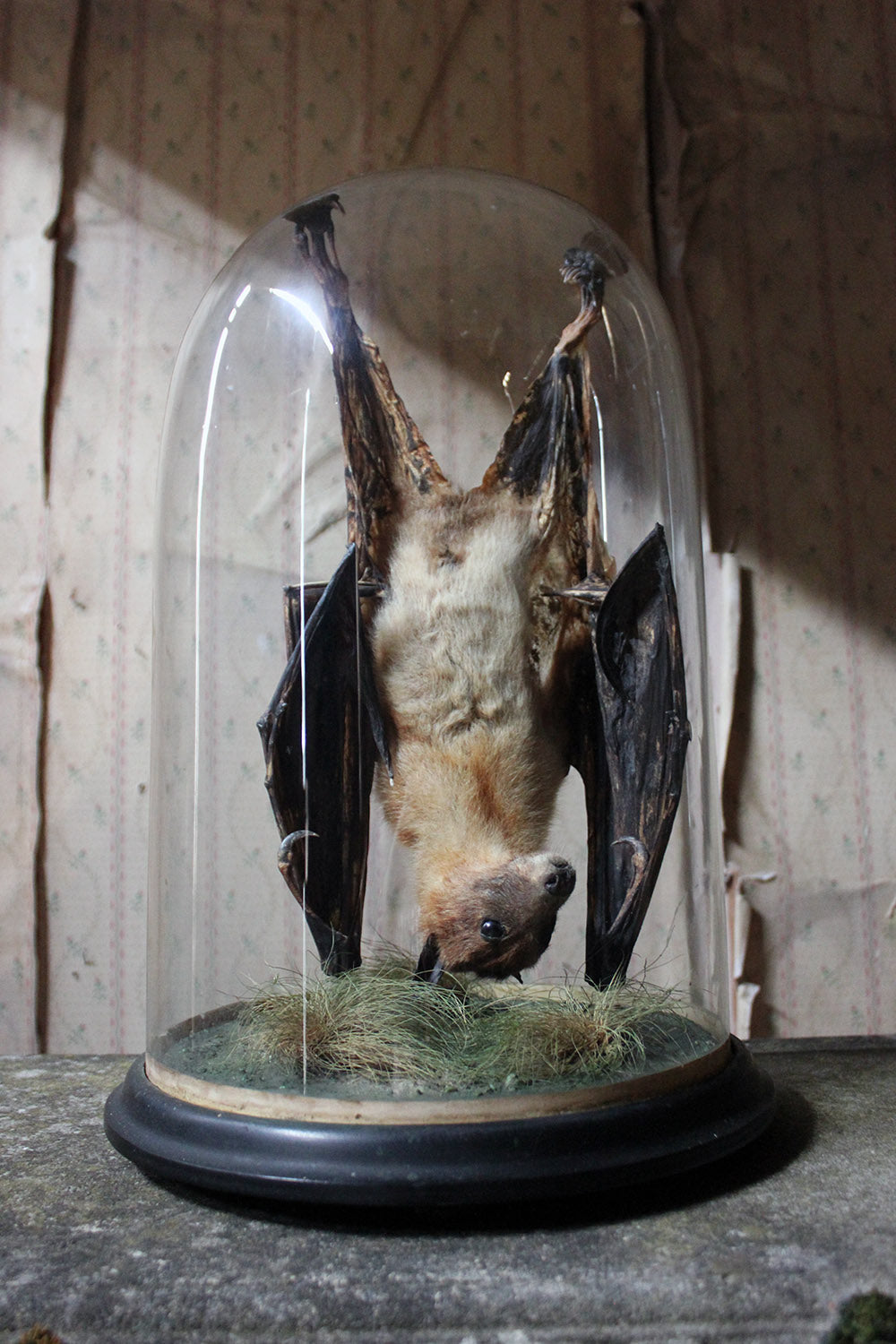 A Good c.1900 Dome Cased Taxidermy Fruit Bat