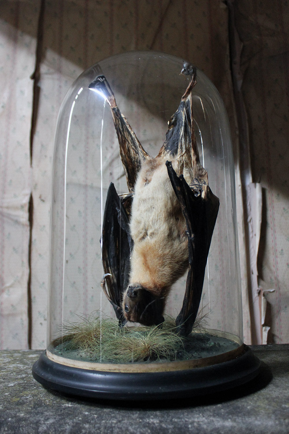 A Good c.1900 Dome Cased Taxidermy Fruit Bat
