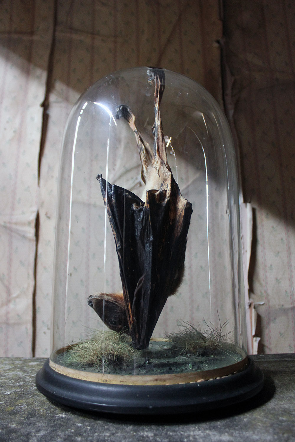 A Good c.1900 Dome Cased Taxidermy Fruit Bat