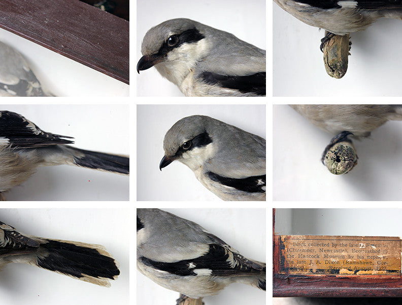A Beautiful Museum Cased Taxidermy Great Grey Shrike c.1890-1900, formerly of The Hancock Museum