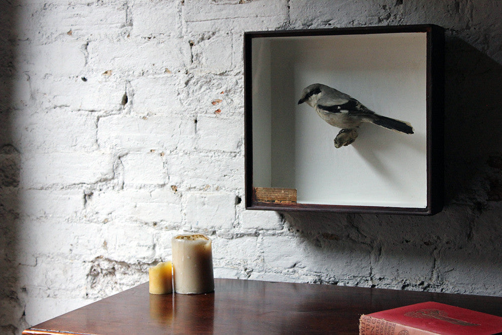 A Beautiful Museum Cased Taxidermy Great Grey Shrike c.1890-1900, formerly of The Hancock Museum