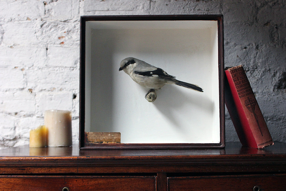 A Beautiful Museum Cased Taxidermy Great Grey Shrike c.1890-1900, formerly of The Hancock Museum