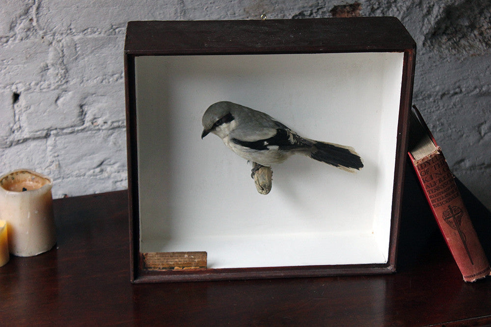 A Beautiful Museum Cased Taxidermy Great Grey Shrike c.1890-1900, formerly of The Hancock Museum