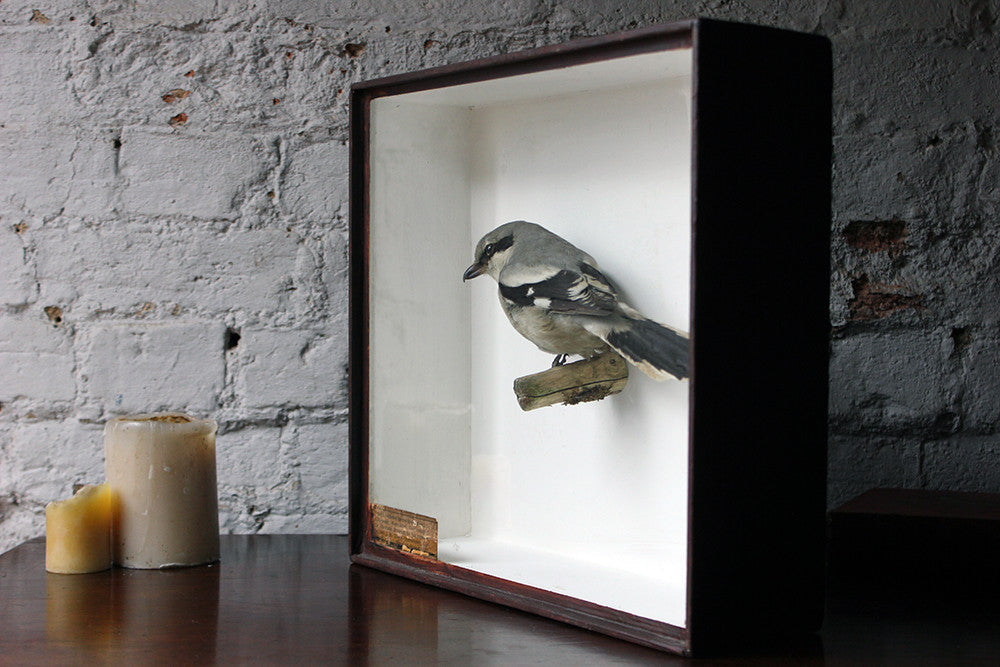 A Beautiful Museum Cased Taxidermy Great Grey Shrike c.1890-1900, formerly of The Hancock Museum
