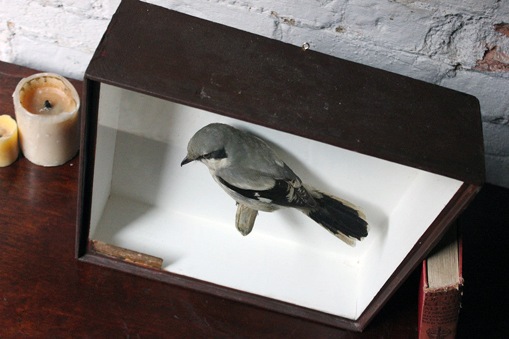A Beautiful Museum Cased Taxidermy Great Grey Shrike c.1890-1900, formerly of The Hancock Museum