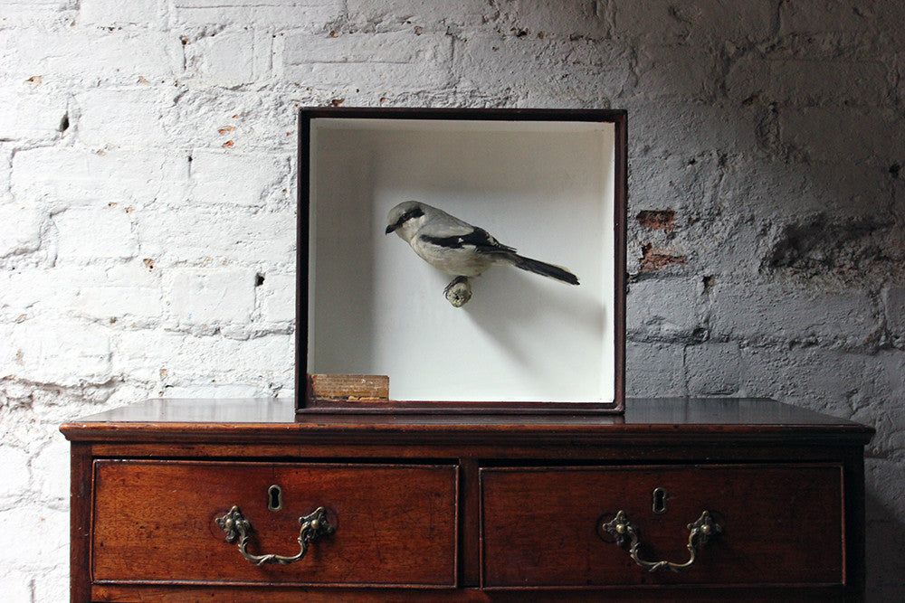 A Beautiful Museum Cased Taxidermy Great Grey Shrike c.1890-1900, formerly of The Hancock Museum