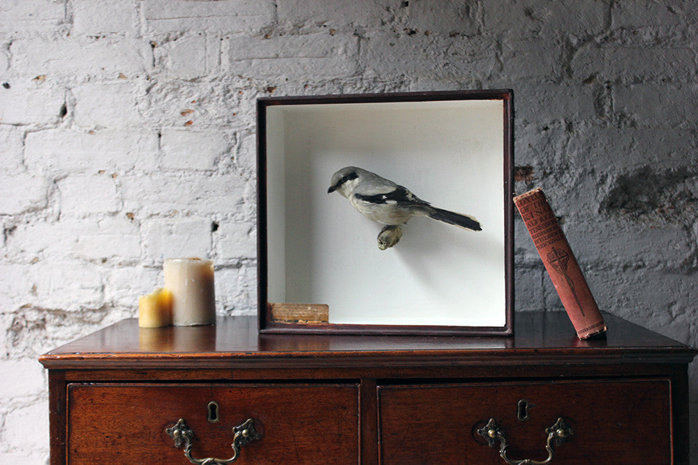 A Beautiful Museum Cased Taxidermy Great Grey Shrike c.1890-1900, formerly of The Hancock Museum