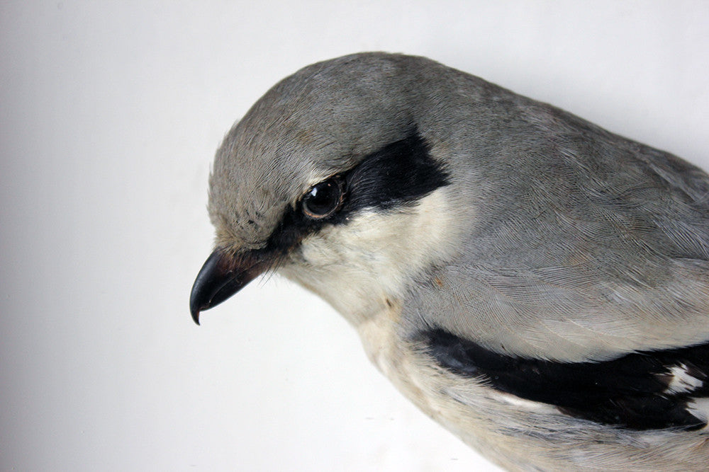 A Beautiful Museum Cased Taxidermy Great Grey Shrike c.1890-1900, formerly of The Hancock Museum