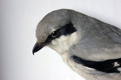 A Beautiful Museum Cased Taxidermy Great Grey Shrike c.1890-1900, formerly of The Hancock Museum