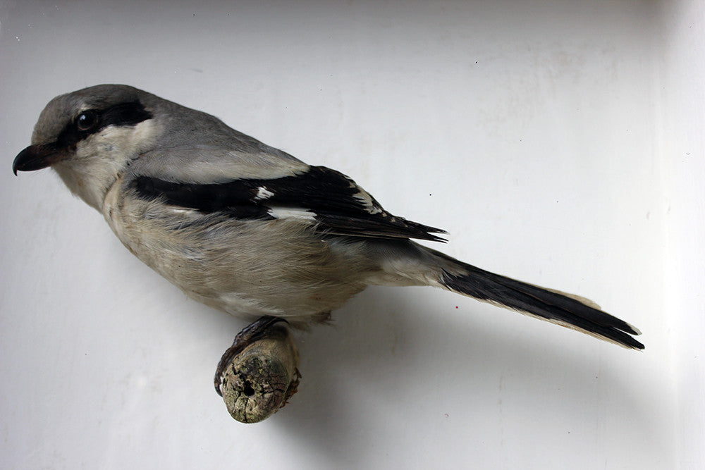 A Beautiful Museum Cased Taxidermy Great Grey Shrike c.1890-1900, formerly of The Hancock Museum