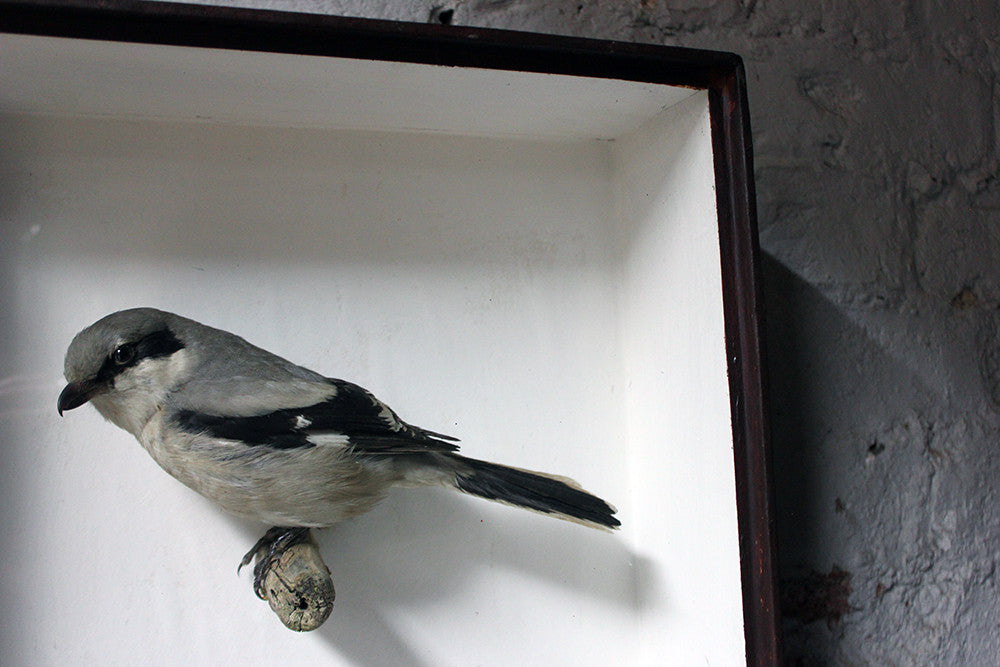 A Beautiful Museum Cased Taxidermy Great Grey Shrike c.1890-1900, formerly of The Hancock Museum