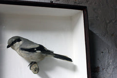 A Beautiful Museum Cased Taxidermy Great Grey Shrike c.1890-1900, formerly of The Hancock Museum