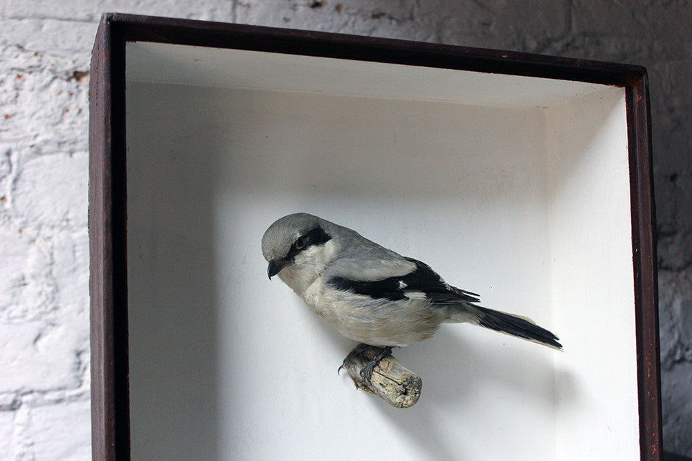 A Beautiful Museum Cased Taxidermy Great Grey Shrike c.1890-1900, formerly of The Hancock Museum