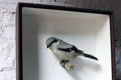 A Beautiful Museum Cased Taxidermy Great Grey Shrike c.1890-1900, formerly of The Hancock Museum