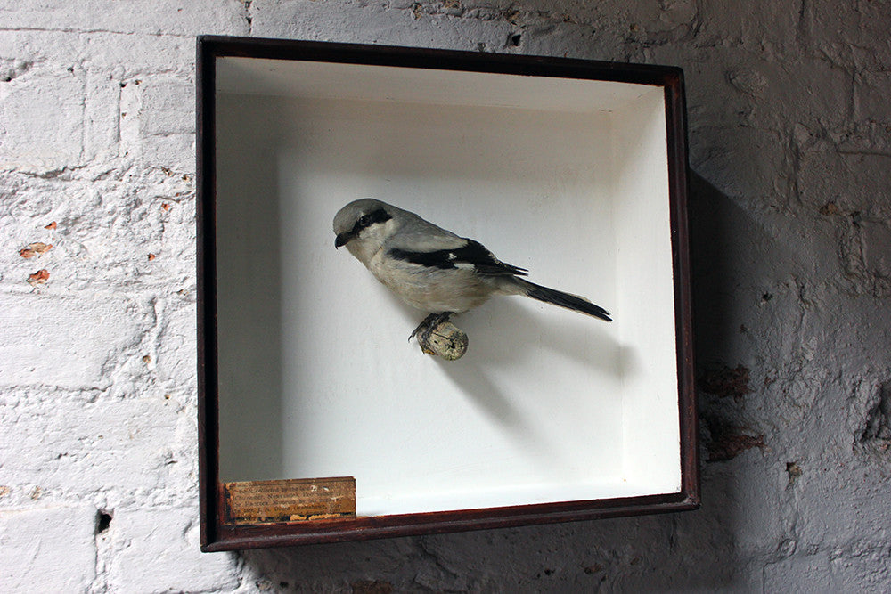 A Beautiful Museum Cased Taxidermy Great Grey Shrike c.1890-1900, formerly of The Hancock Museum