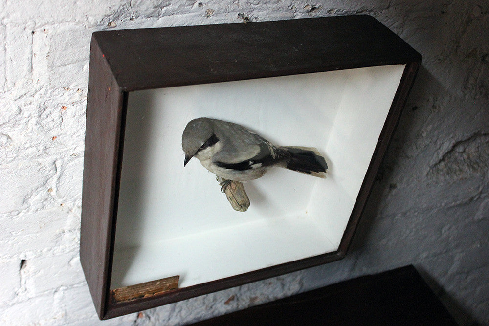 A Beautiful Museum Cased Taxidermy Great Grey Shrike c.1890-1900, formerly of The Hancock Museum