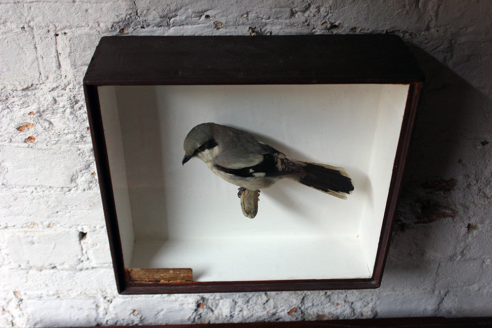 A Beautiful Museum Cased Taxidermy Great Grey Shrike c.1890-1900, formerly of The Hancock Museum