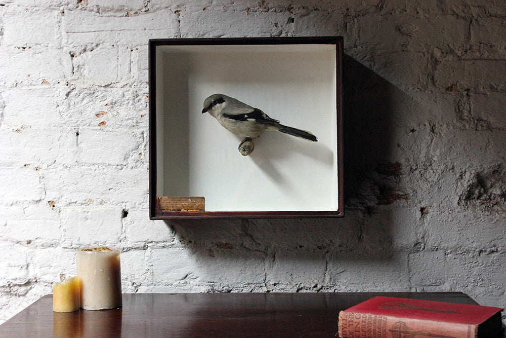 A Beautiful Museum Cased Taxidermy Great Grey Shrike c.1890-1900, formerly of The Hancock Museum