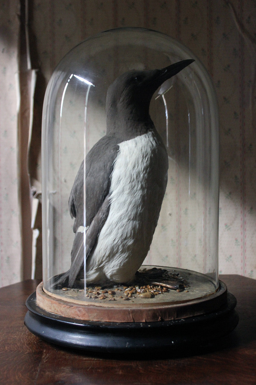 A Good c.1900 Dome Cased Taxidermy Guillemot