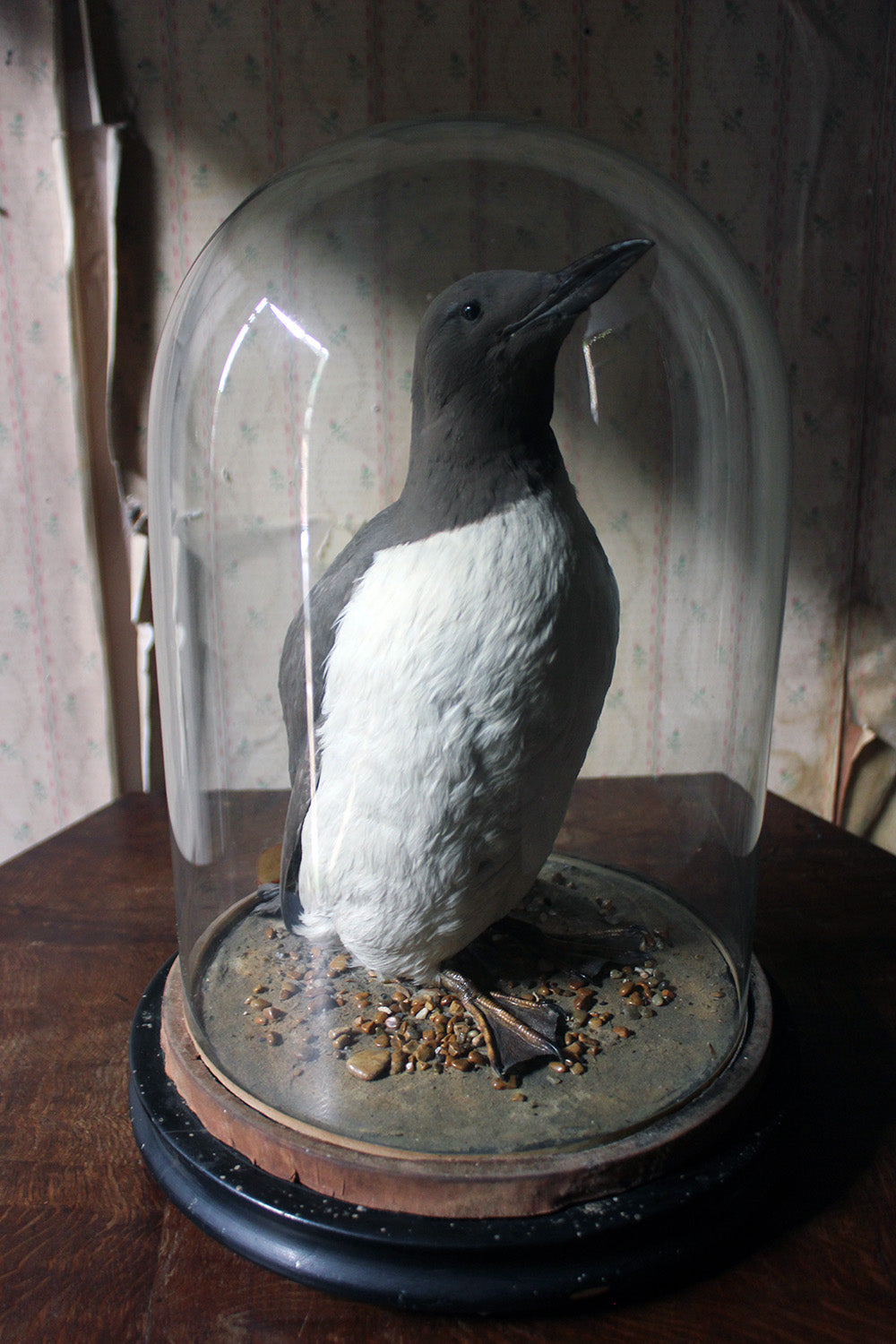 A Good c.1900 Dome Cased Taxidermy Guillemot