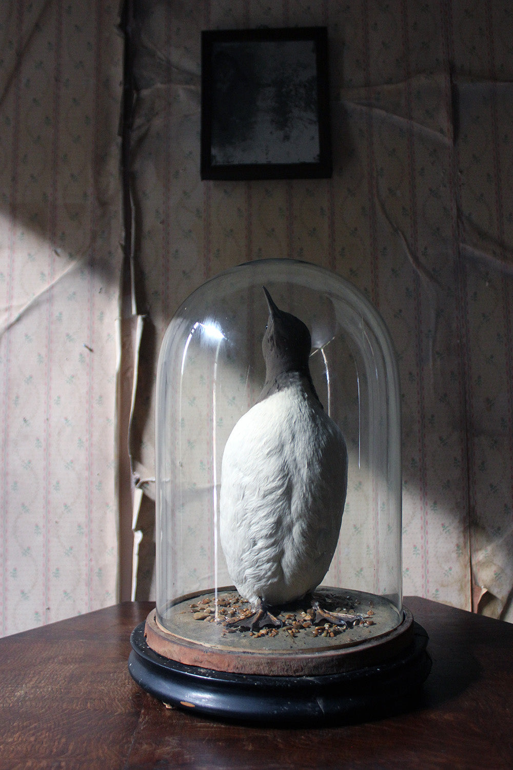 A Good c.1900 Dome Cased Taxidermy Guillemot