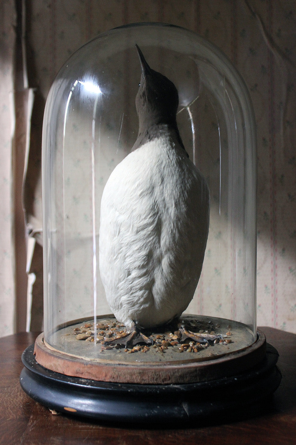 A Good c.1900 Dome Cased Taxidermy Guillemot