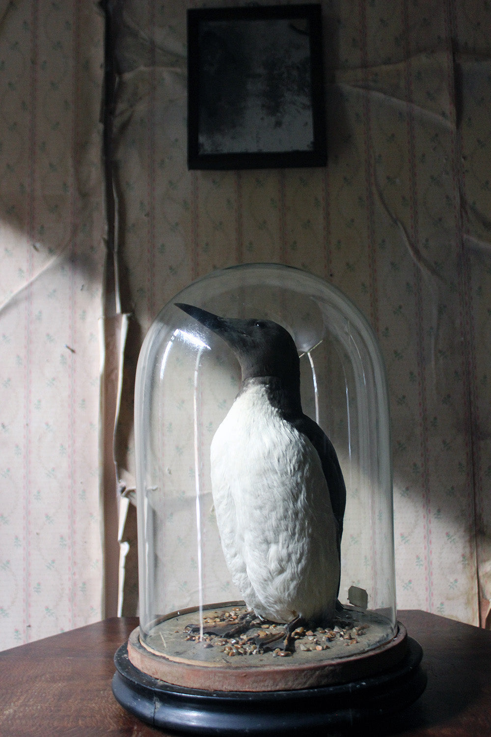A Good c.1900 Dome Cased Taxidermy Guillemot