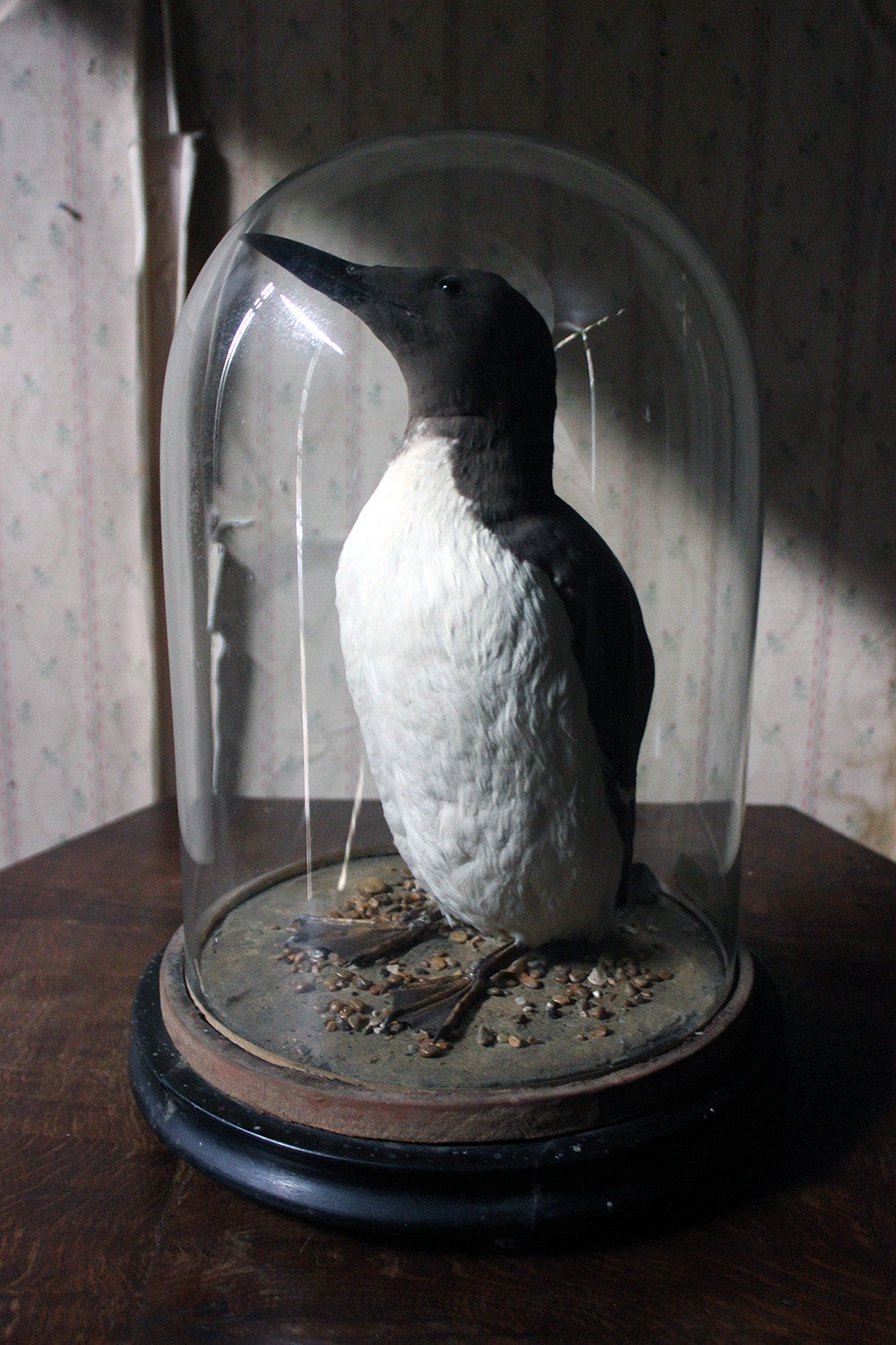 A Good c.1900 Dome Cased Taxidermy Guillemot