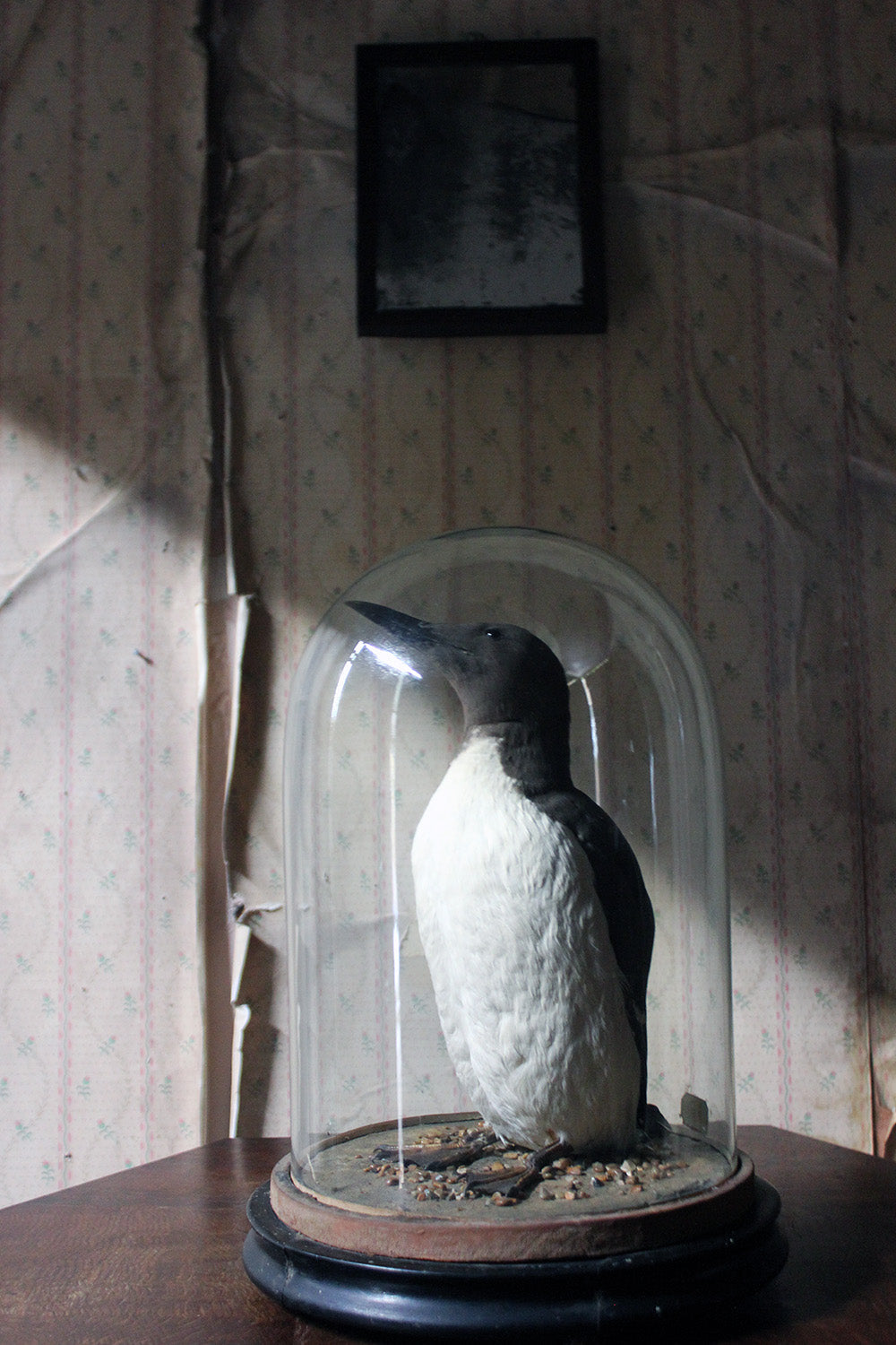 A Good c.1900 Dome Cased Taxidermy Guillemot