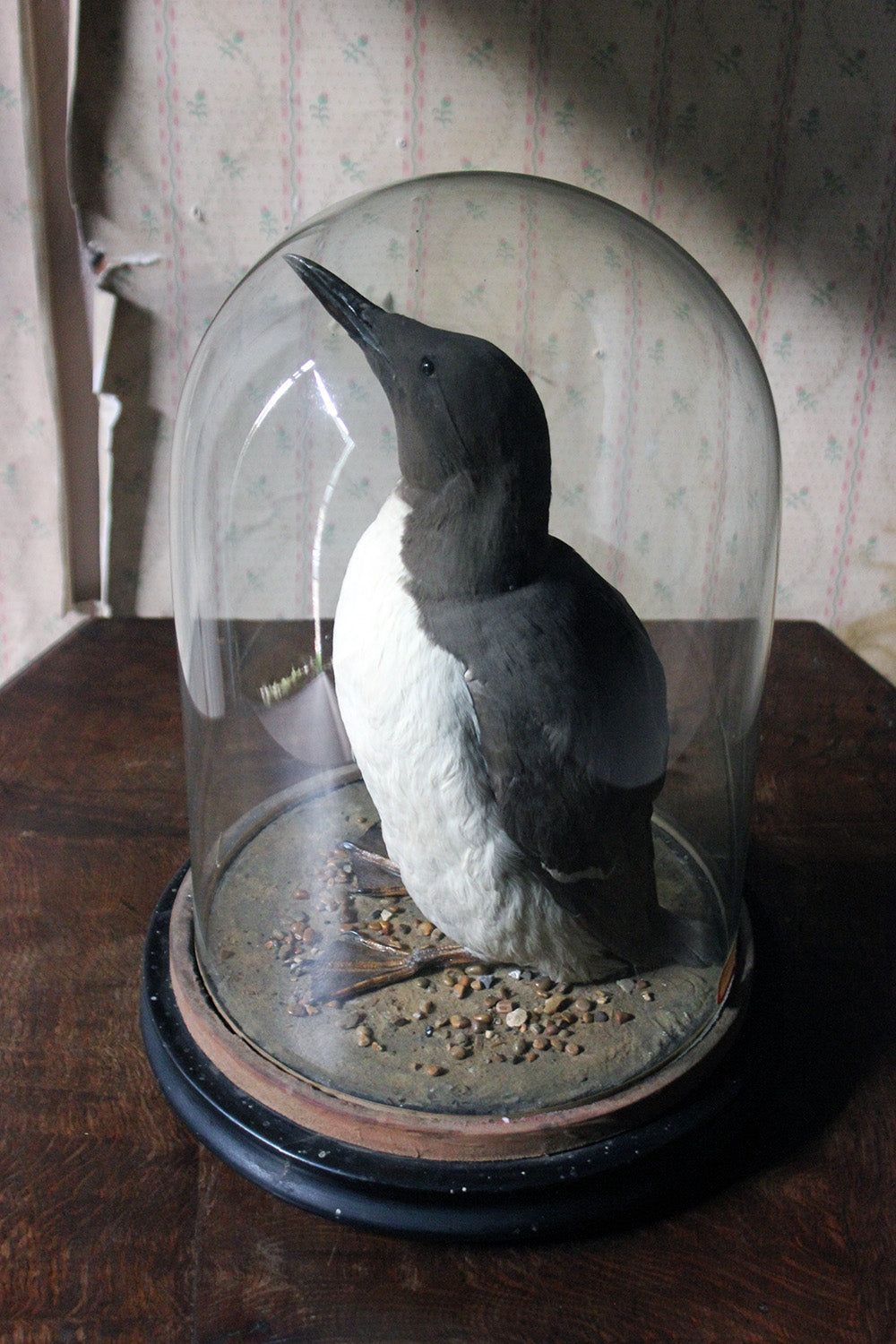 A Good c.1900 Dome Cased Taxidermy Guillemot