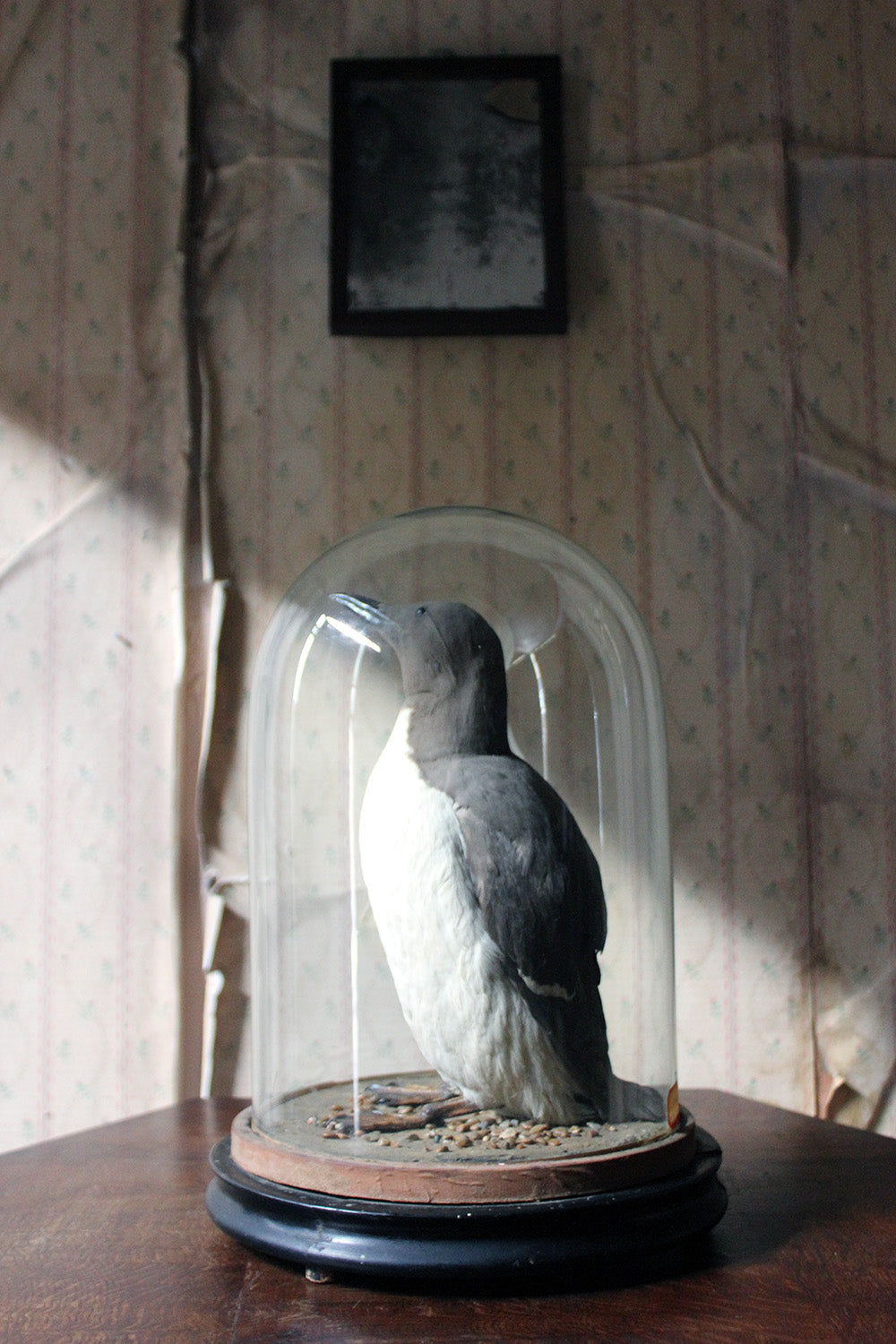 A Good c.1900 Dome Cased Taxidermy Guillemot