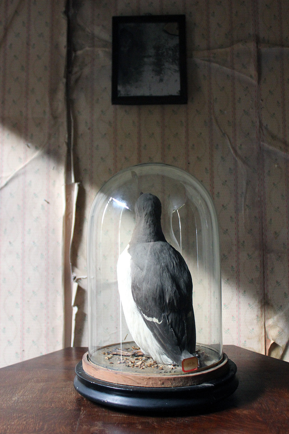 A Good c.1900 Dome Cased Taxidermy Guillemot