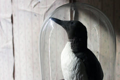A Good c.1900 Dome Cased Taxidermy Guillemot