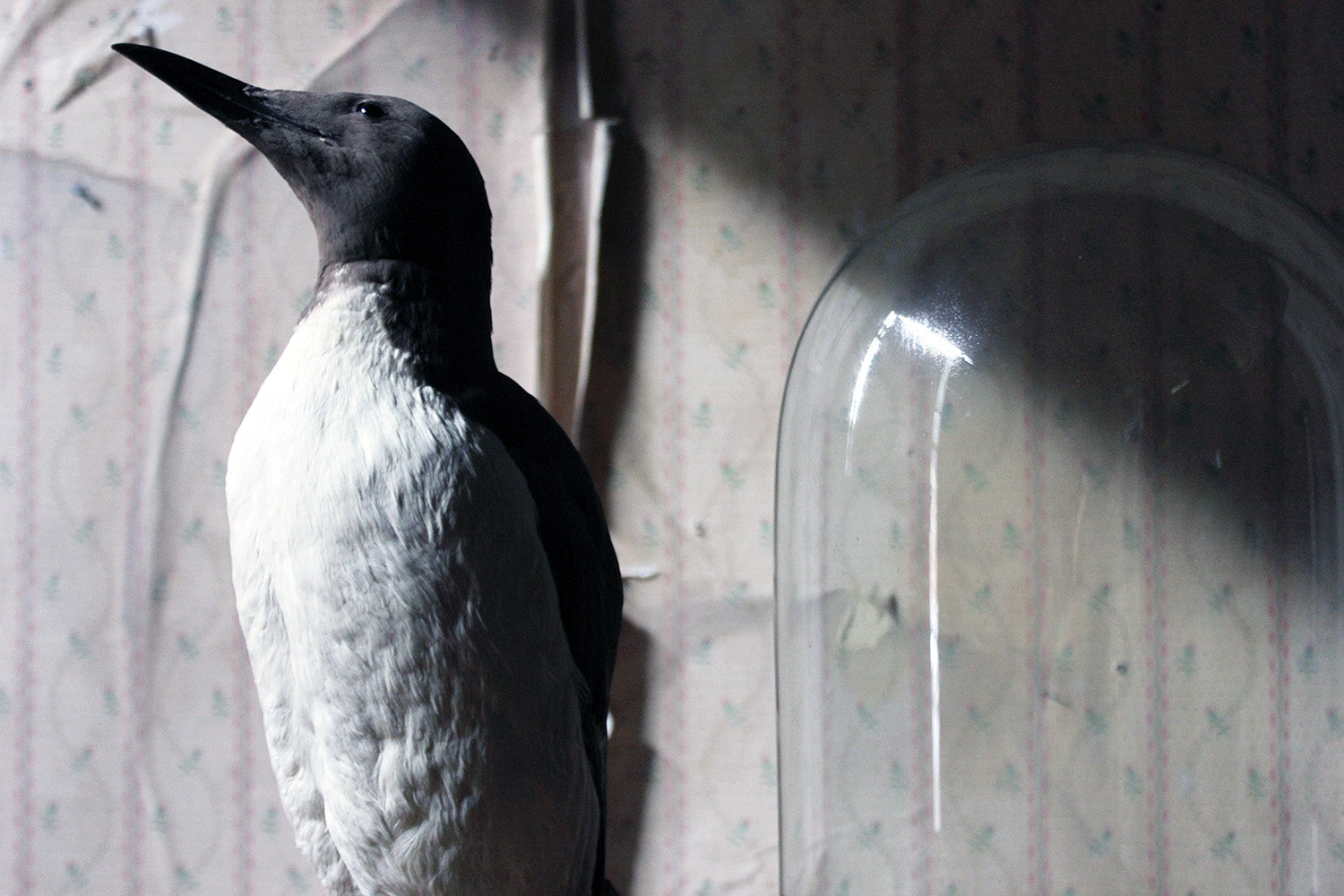 A Good c.1900 Dome Cased Taxidermy Guillemot