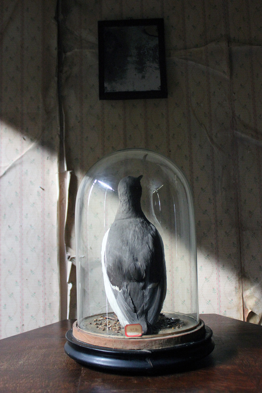 A Good c.1900 Dome Cased Taxidermy Guillemot