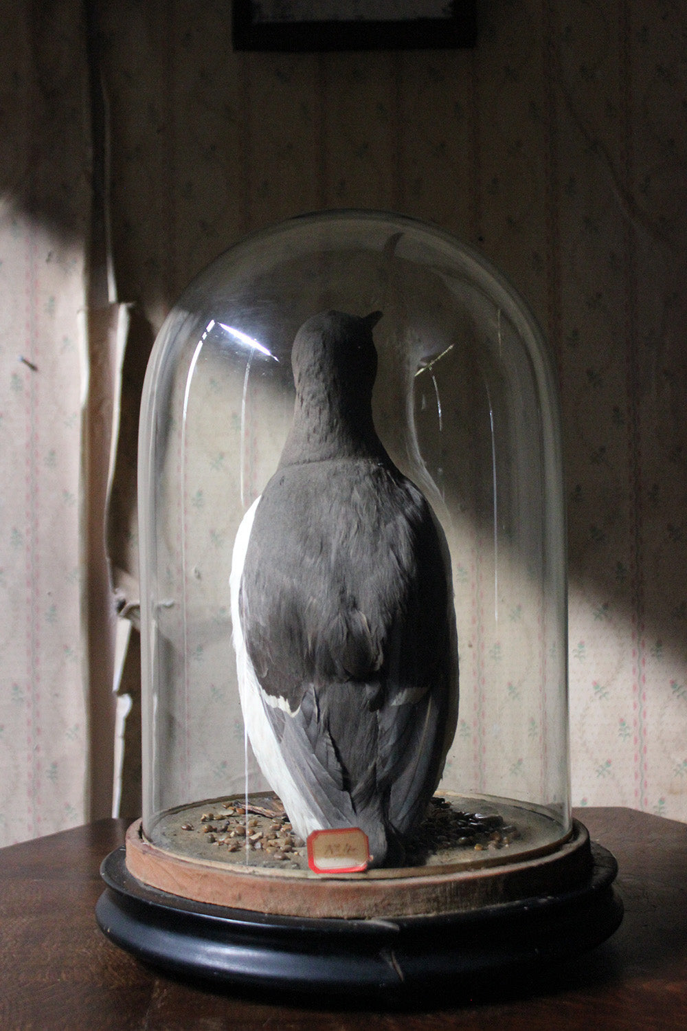 A Good c.1900 Dome Cased Taxidermy Guillemot