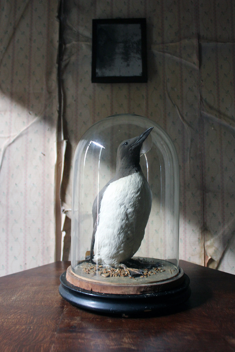 A Good c.1900 Dome Cased Taxidermy Guillemot