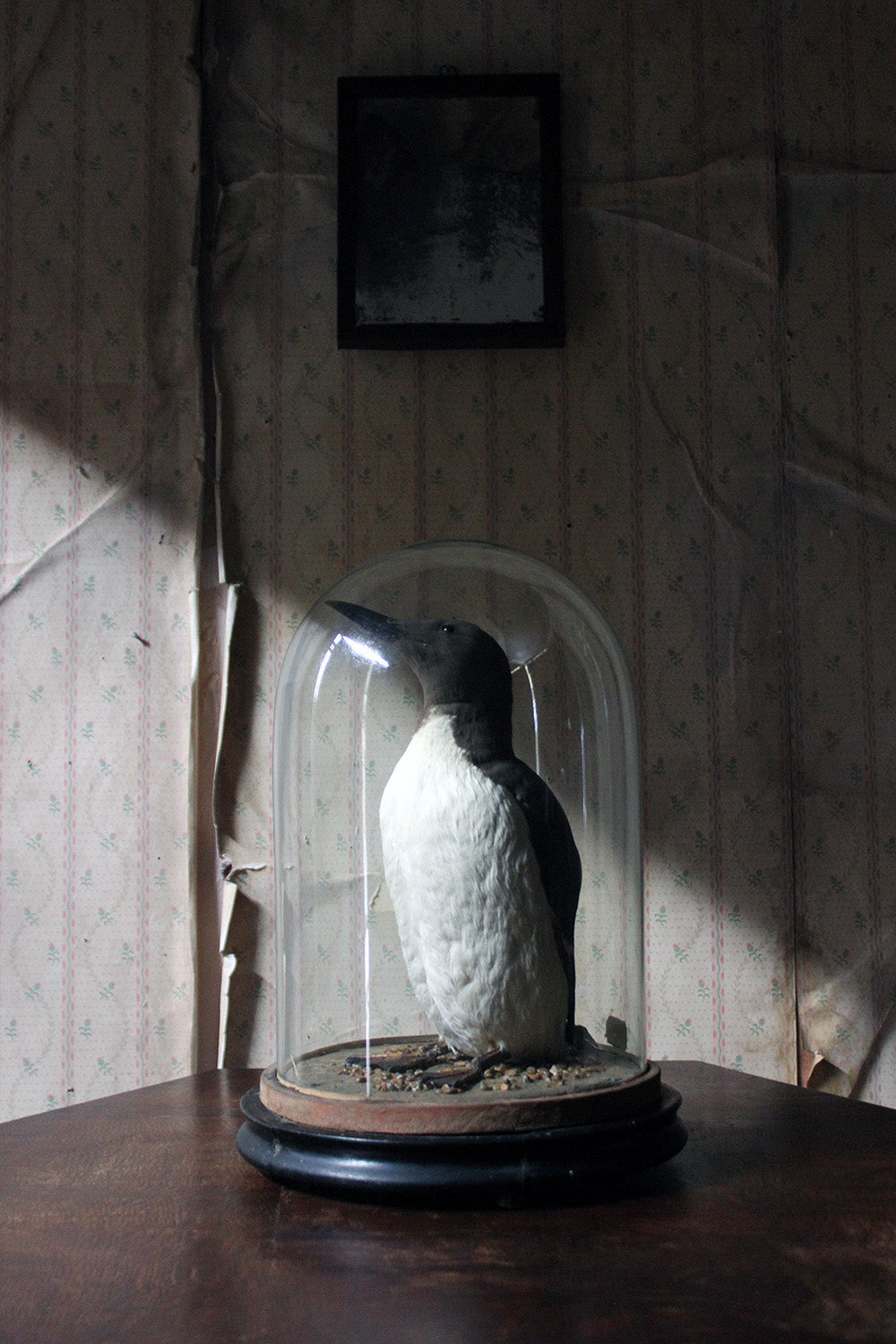 A Good c.1900 Dome Cased Taxidermy Guillemot